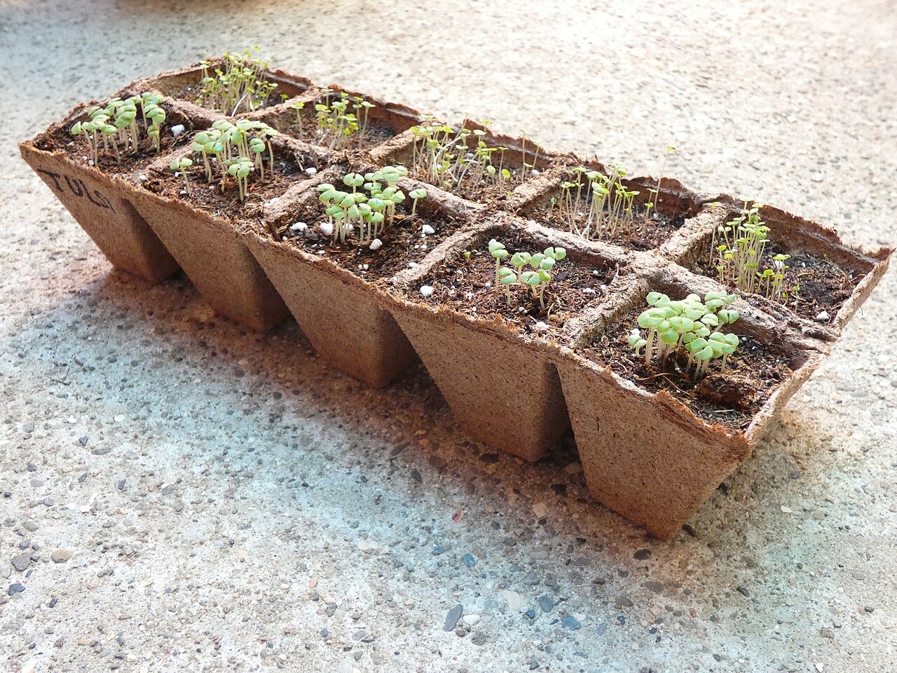 Seedlings growing in biodegradable peat pots on a propagation bench