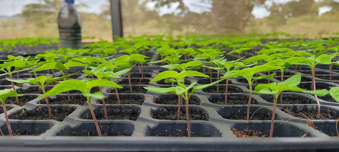 Overhead view of young seedlings growing evenly spaced in a plastic seed tray