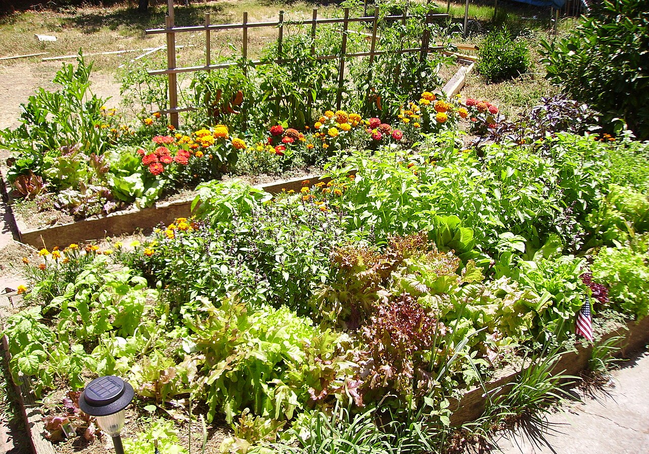 Tomatoes interplanted with basil and marigolds in a raised bed