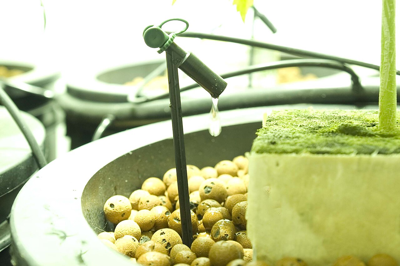 Closeup of a drip irrigation emitter watering soil beside a plant stem