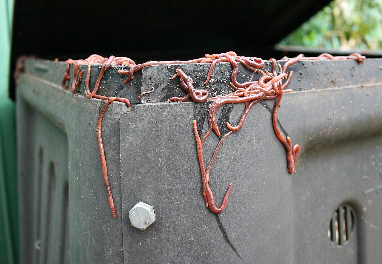 Red wiggler worms working through bedding in a compost bin