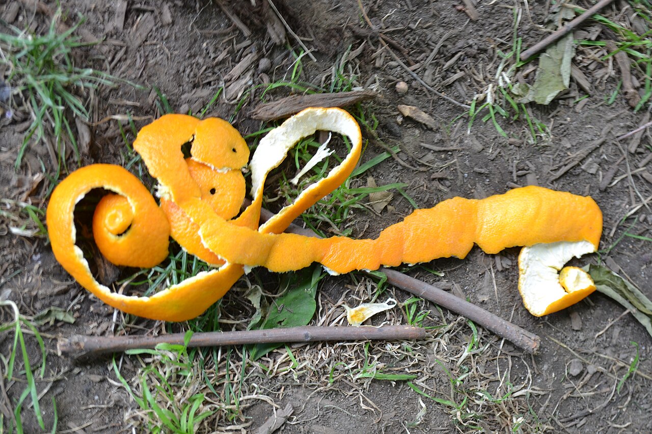 Orange and citrus peels collected in a pile ready for composting