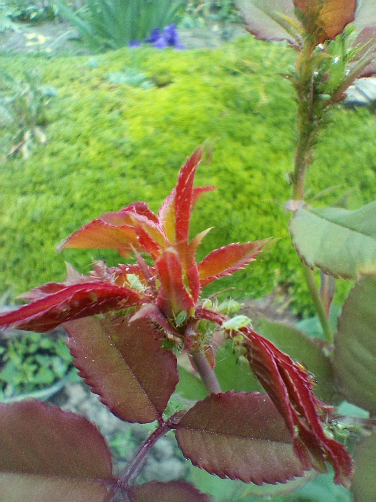 Colony of pink aphids swarming over a tender young rose shoot