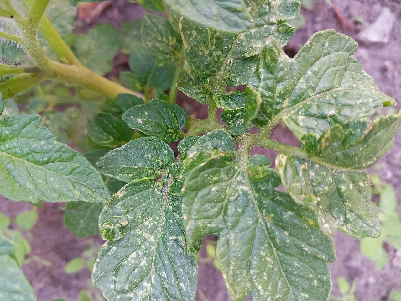 Tomato leaves showing stippled damage caused by spider mites