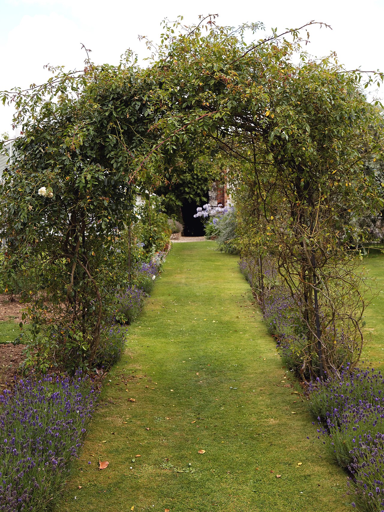 Lavender plants edging a garden path in full summer bloom