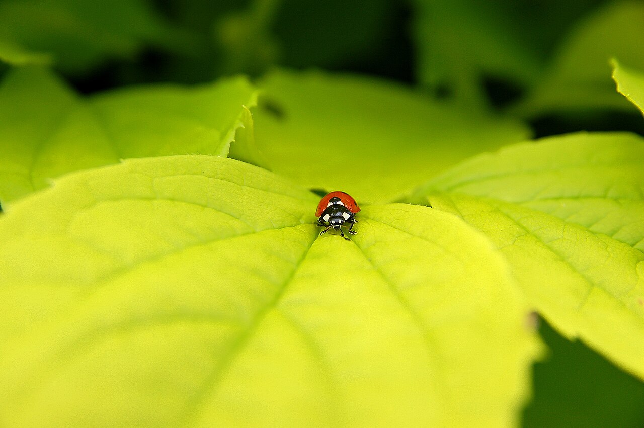 Seven-spot ladybug hunting aphids on a green plant stem