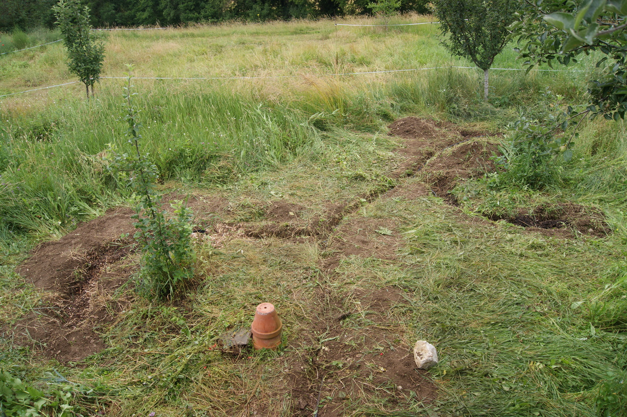 Greywater line watering young fruit trees in a garden