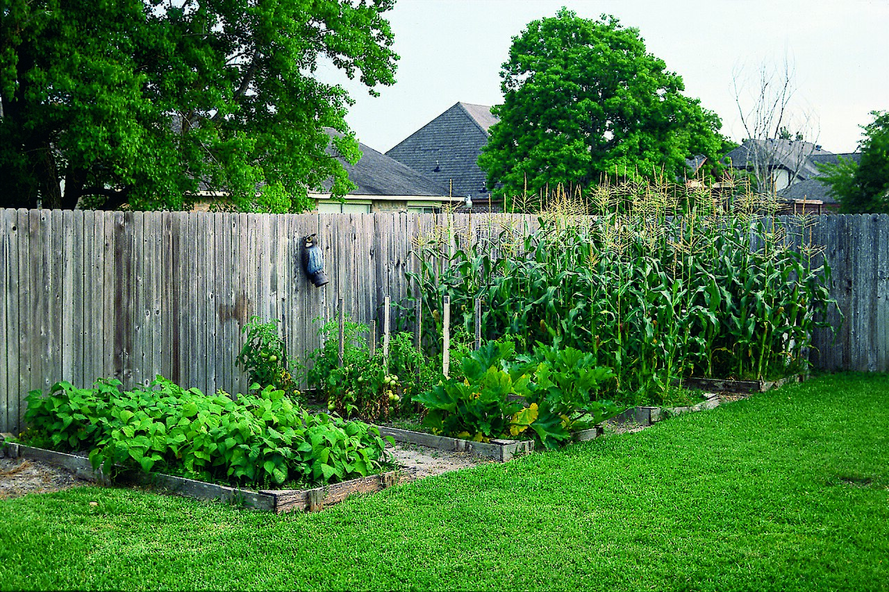 Sunny yard with multiple raised garden beds full of vegetables