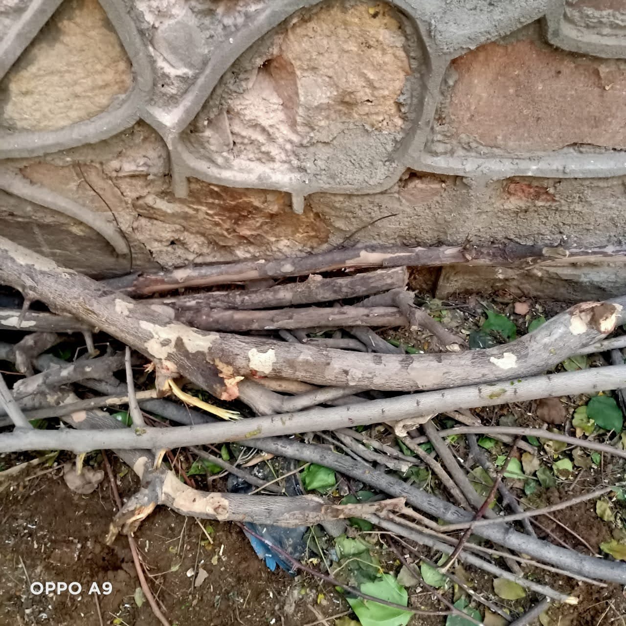 Logs and branches decomposing in a garden bed