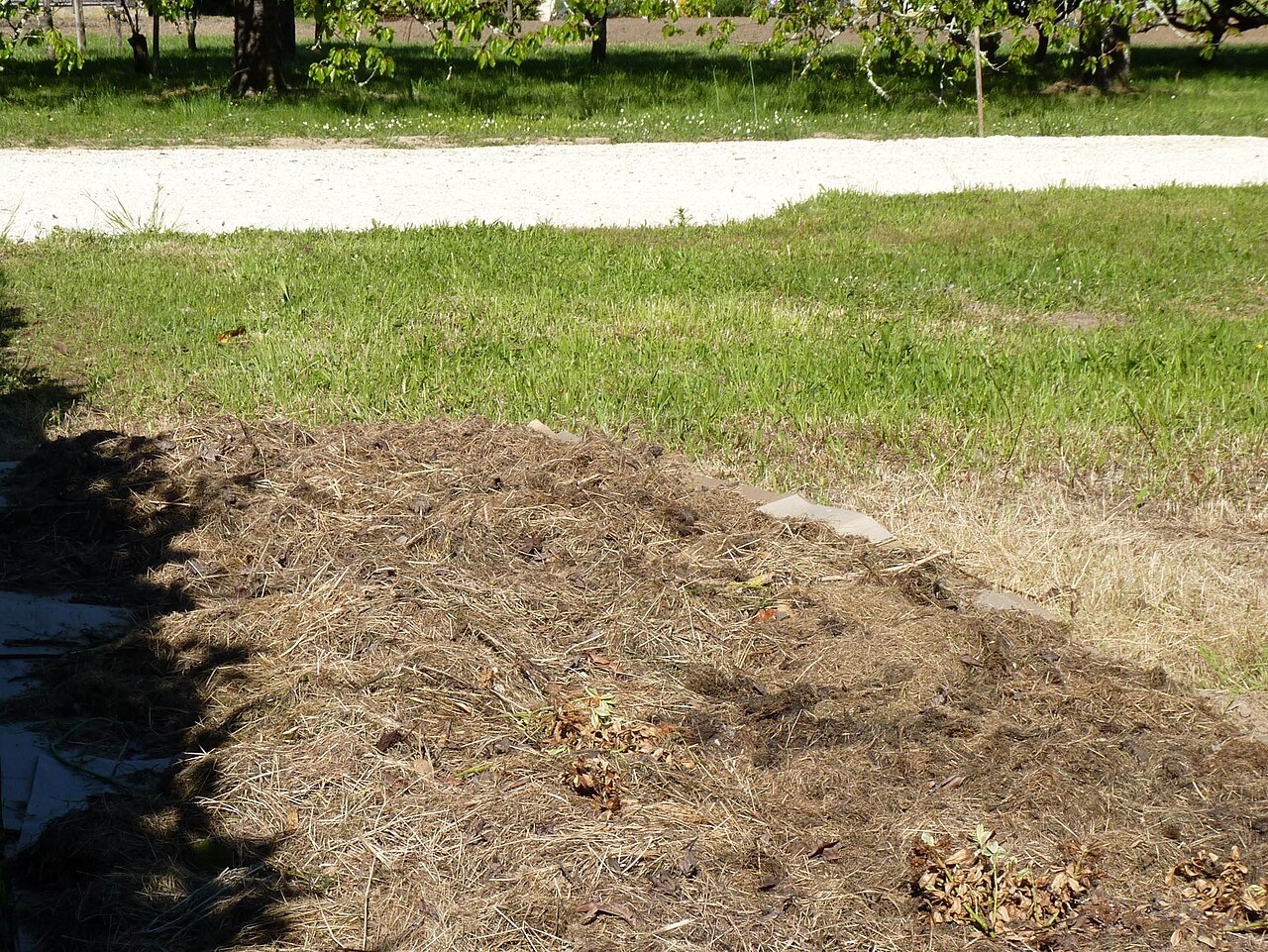 Grass clippings spread over cardboard as the first lasagna bed layer