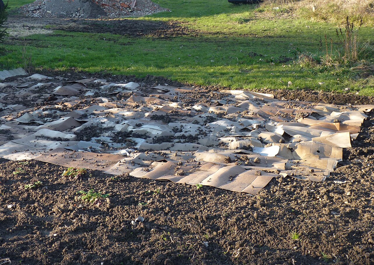 Cardboard and organic layers laid out to build a sheet mulch bed