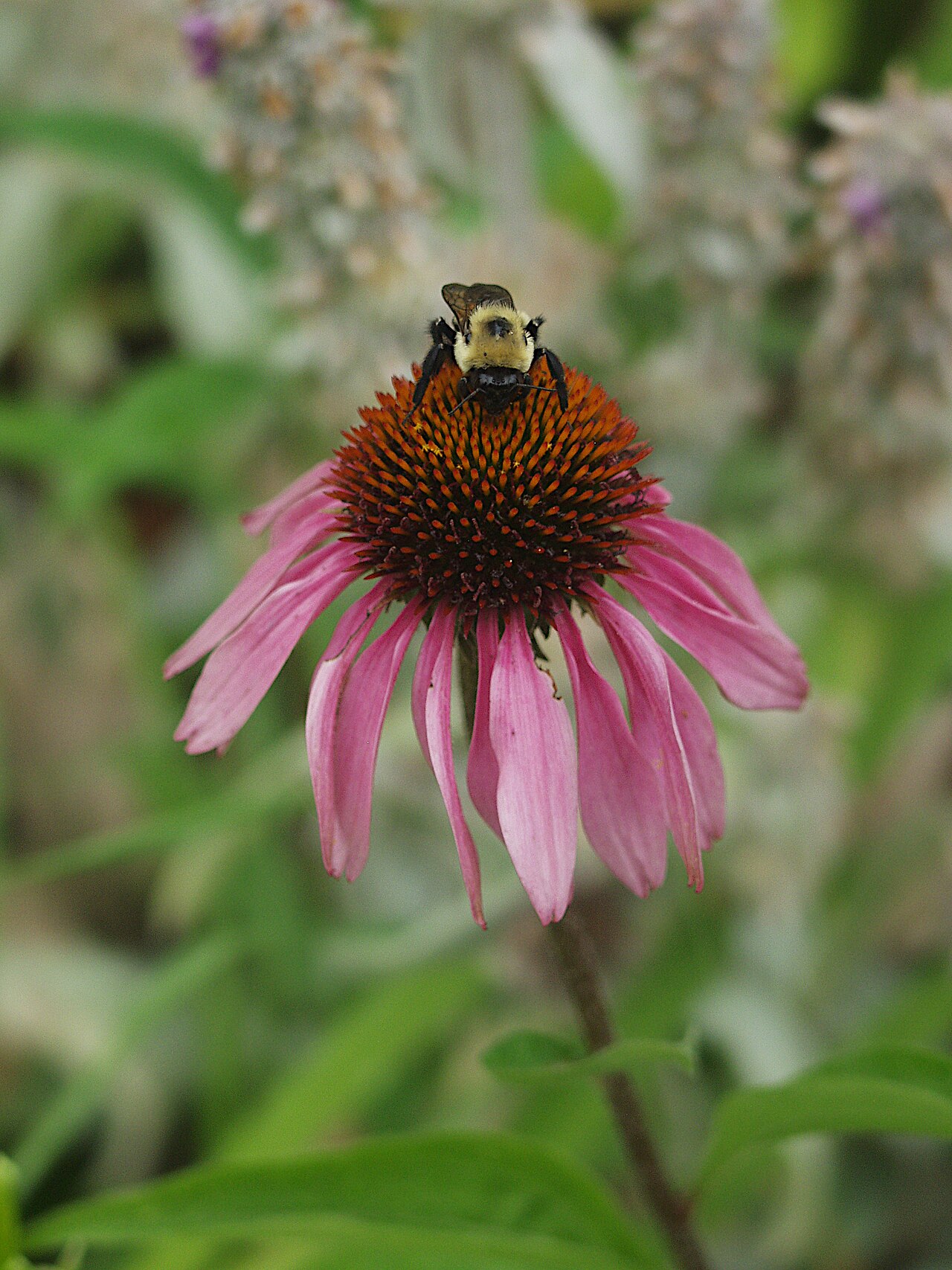 Bumblebee feeding on a purple coneflower in a native plant border