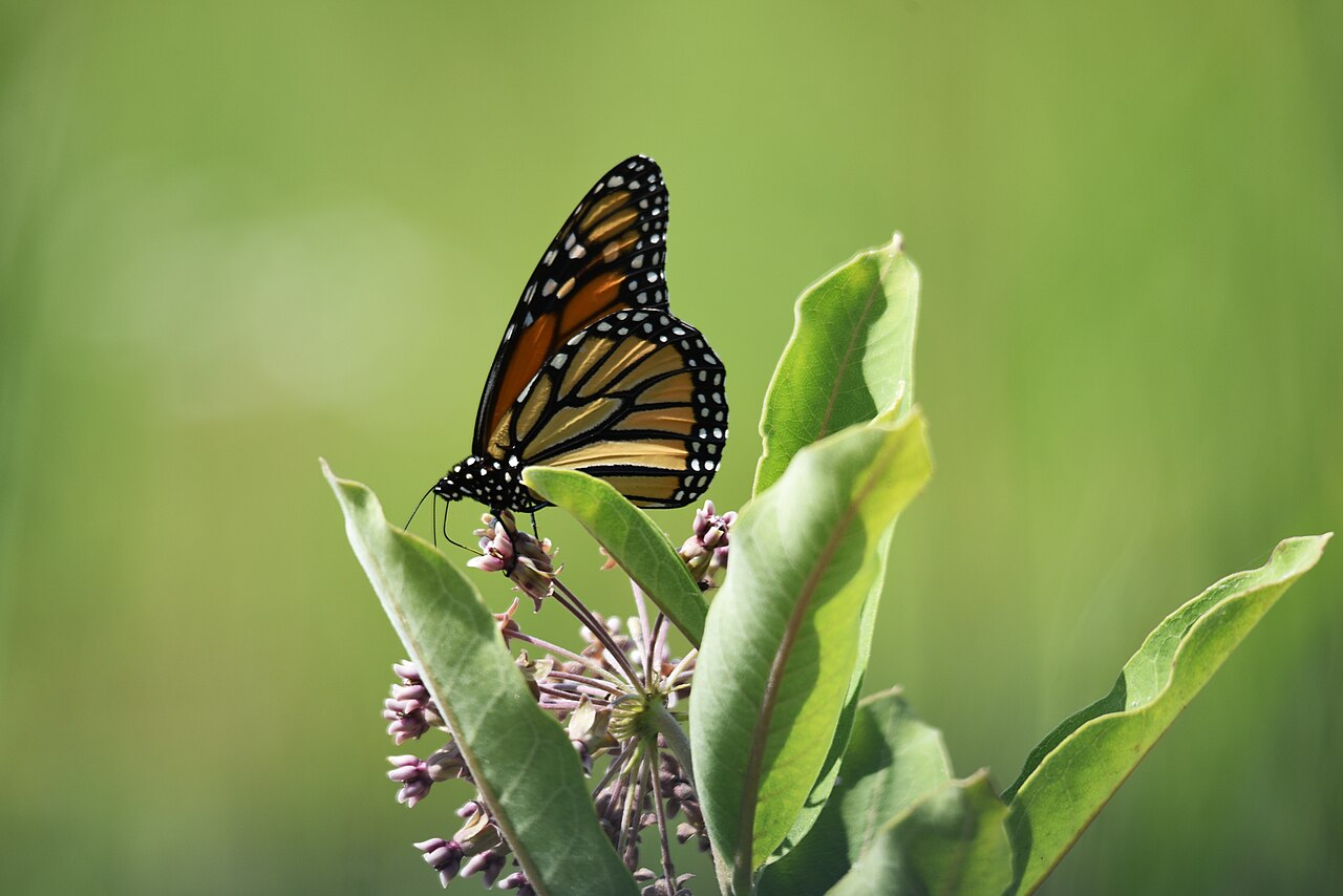 Monarch butterfly with orange and black wings perched on pale milkweed blossoms