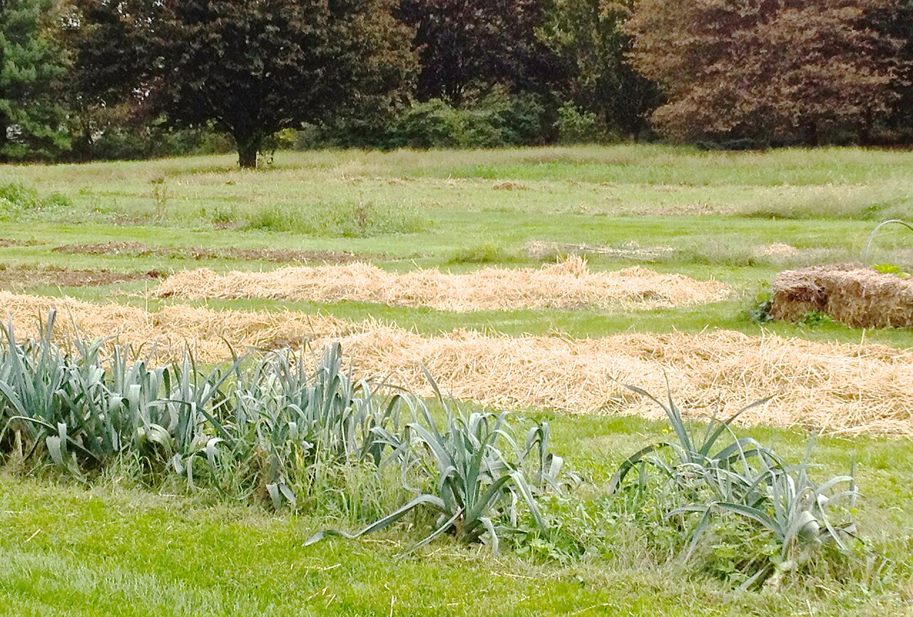 Straw-mulched no-dig garden bed with healthy plants growing through