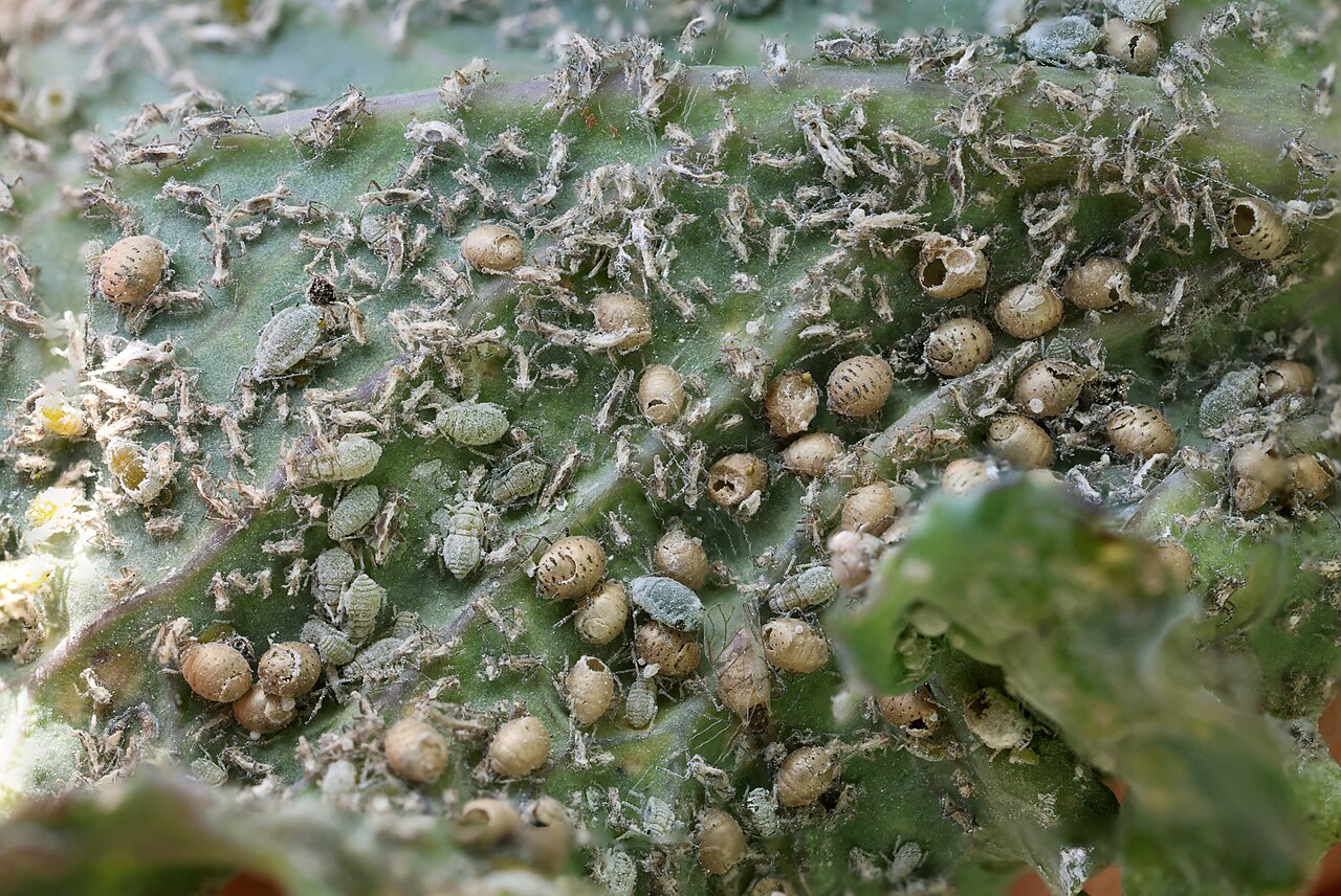 Cluster of aphids covering the underside of a green kale leaf