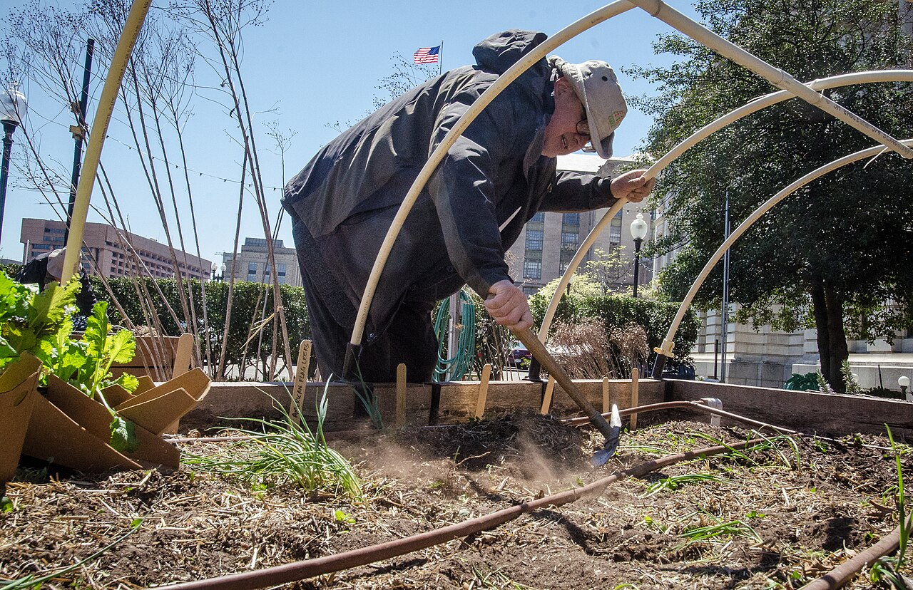 Gardener tending young plants across a row of raised beds